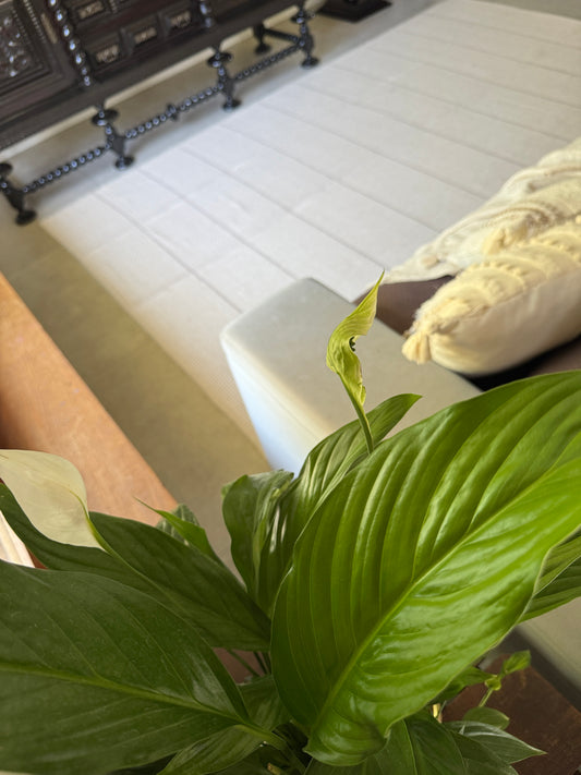 TAPETE CLÁSSICO DUPLO BOHO GARDEN CAPIM DOS PAMPAS